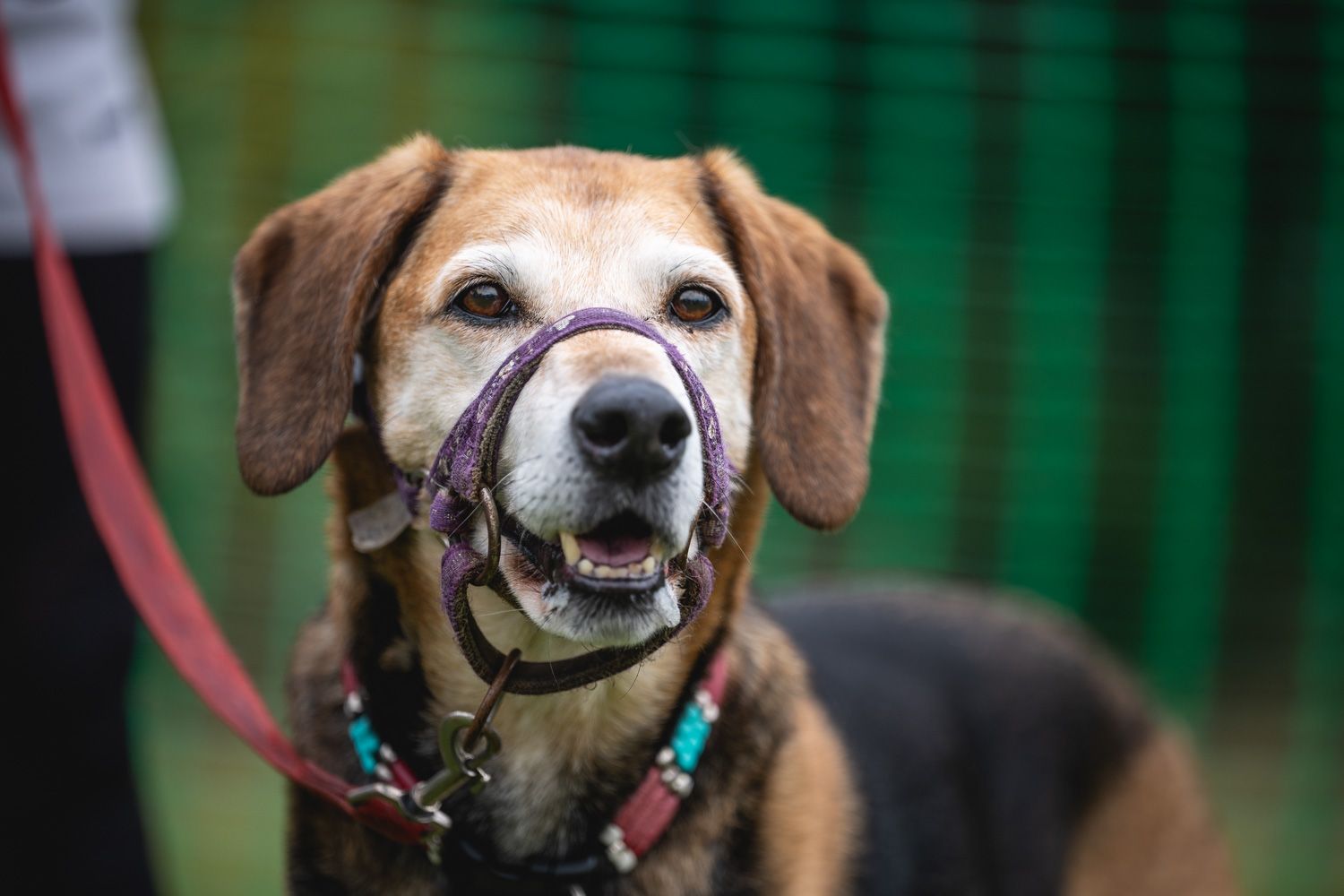 Senior beagle dog wearing a purple halter leash and colorful collar, smiling outdoors near a green fence.