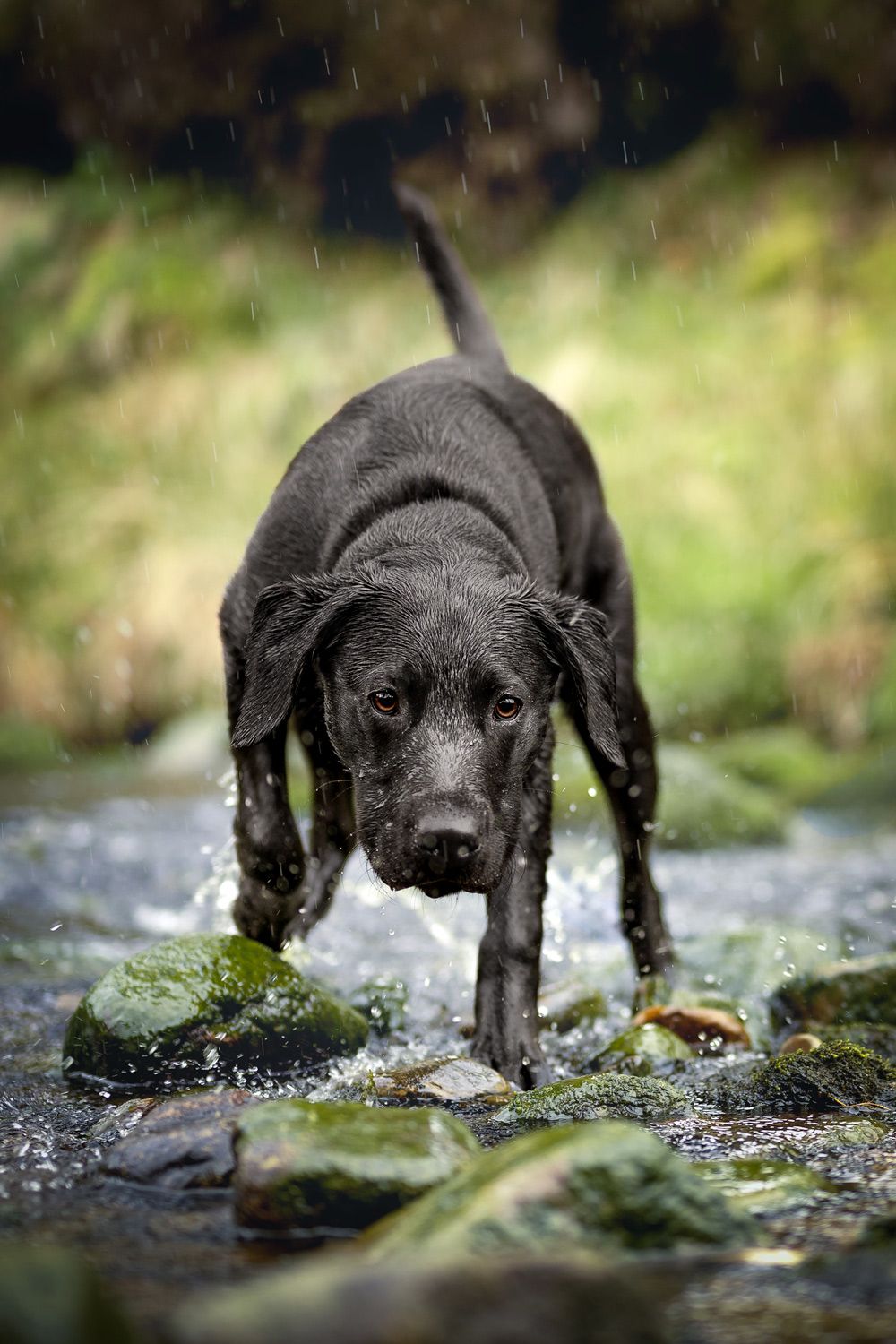 A wet black Labrador dog walks through a rocky stream in the rain, with mossy stones and green foliage in the background.