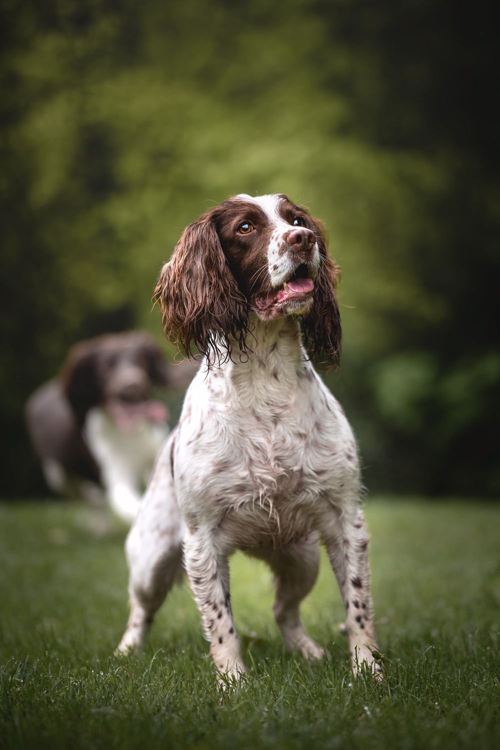 Photograph of a dog, a white and brown springer spaniel, in the park looking up towards it's handler.