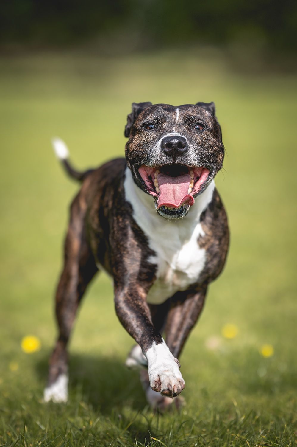 Staffordshire Bull Terrier dog running joyfully across green grass with mouth open and tongue out.