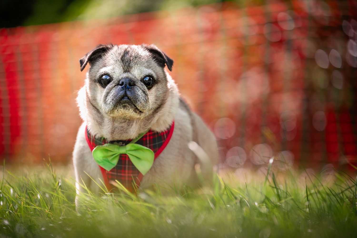 A cute pug wearing a green bow tie and red plaid harness sitting in green grass at a dog show
