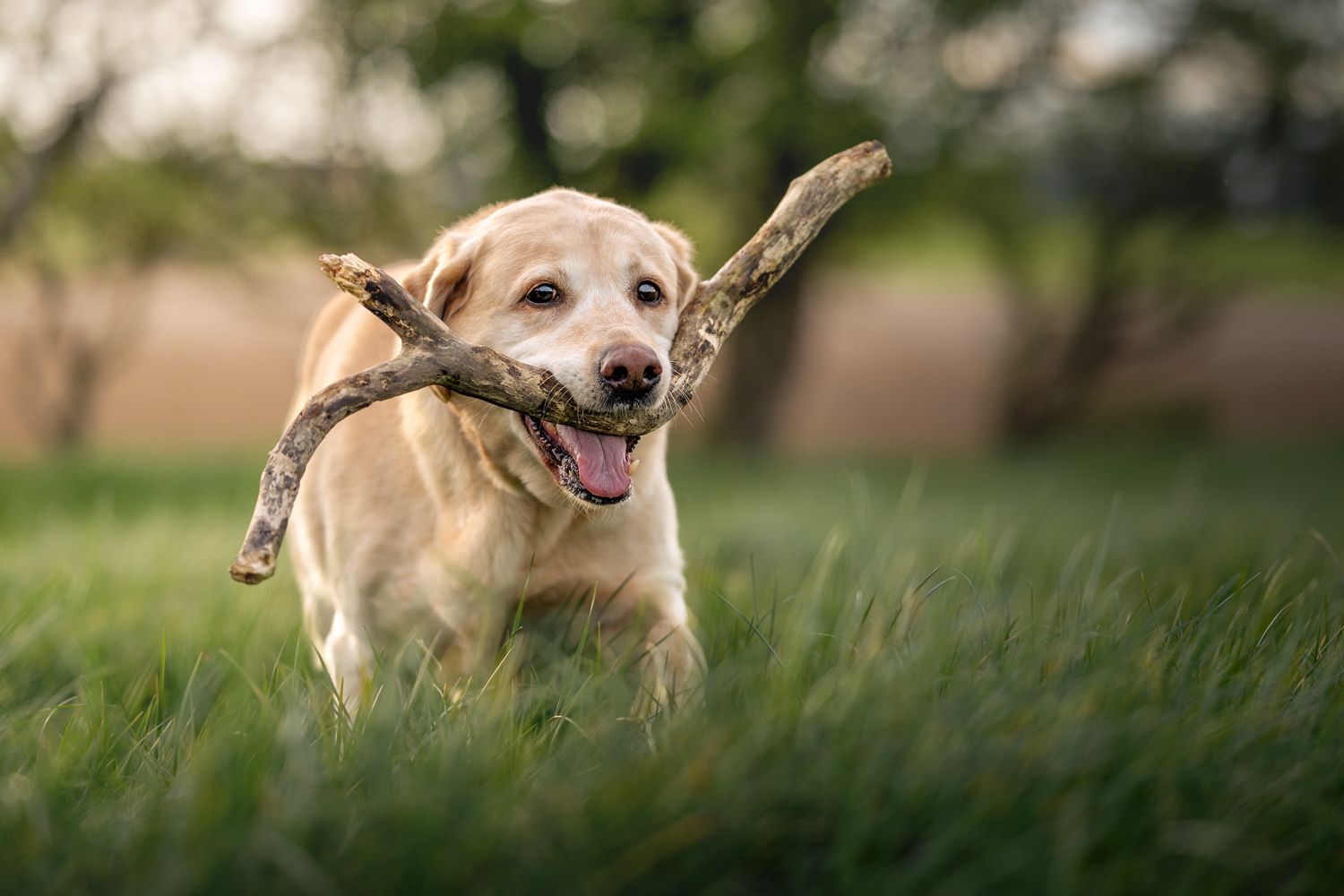 A happy Labrador dog runs through green grass carrying a large stick in its mouth on a sunny day.