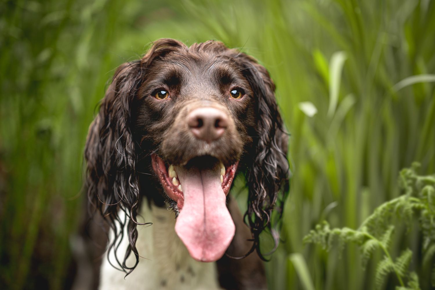 A close-up portrait of a dog sat in some long grass looking very happy.