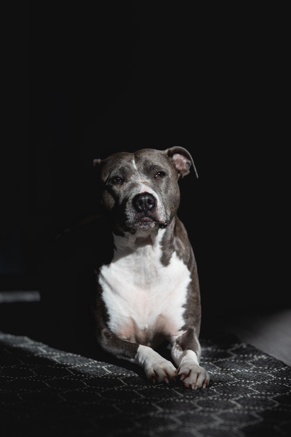 A gray and white pit bull dog lying on a patterned rug against a dark background, looking up towards the camera.