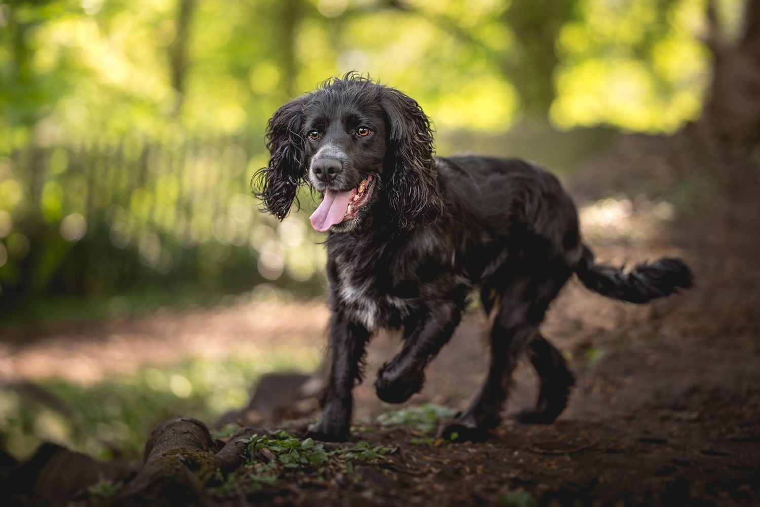 A black cocker spaniel dog running around in a forest track area with the tongue out of its mouth.