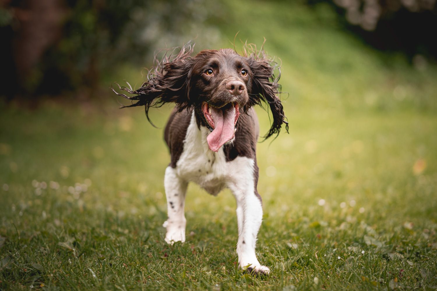 A photograph of a dog, brown springer spaniel, running towards the camera with its tongue and ears flopping in the wind.