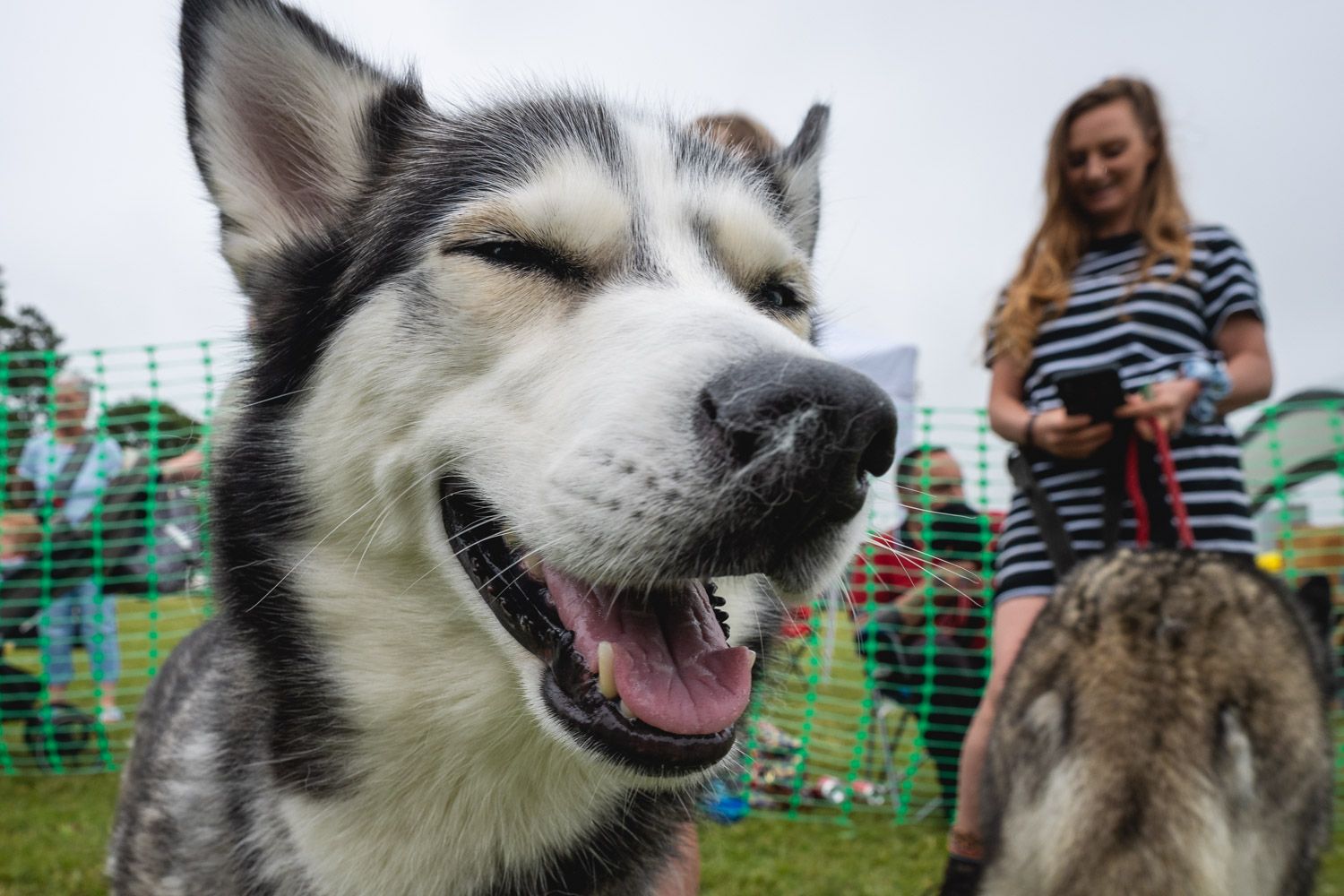 Happy Siberian Husky dog smiling with eyes closed at outdoor dog show event with woman in background.