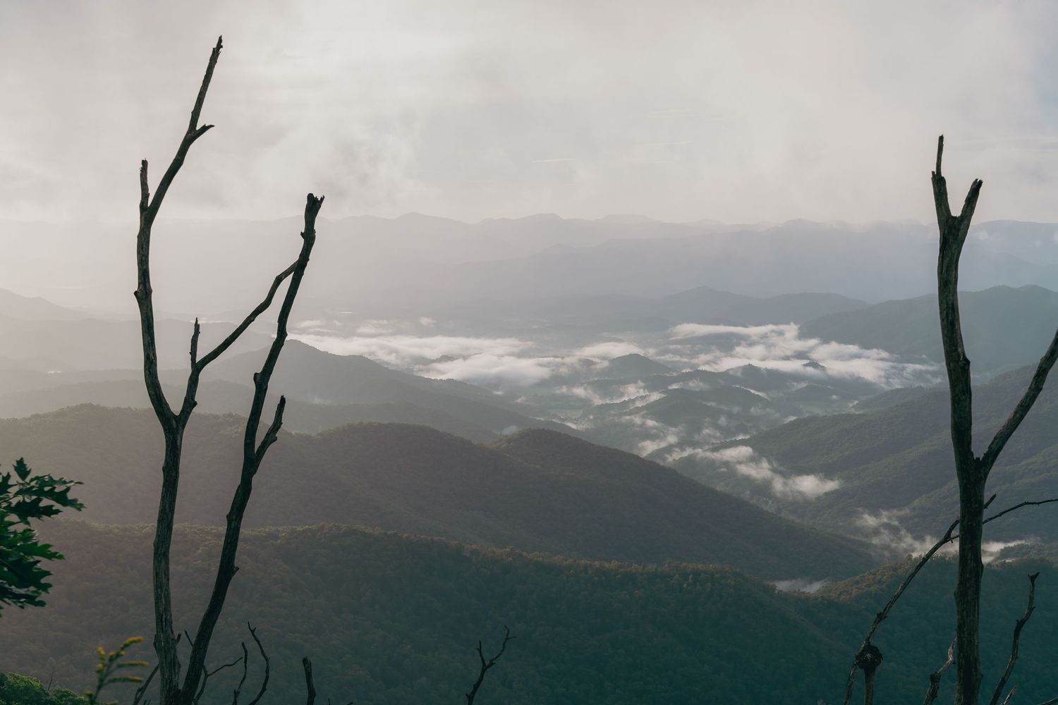 Misty mountain valley landscape with bare tree branches in foreground and rolling fog-covered hills under overcast sky.