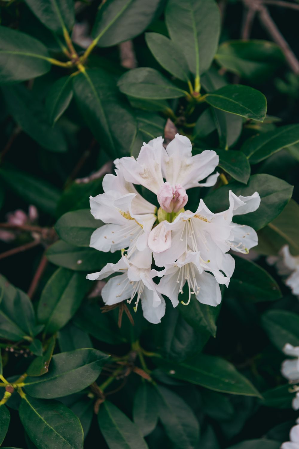 White rhododendron flowers blooming among lush green leaves in a garden.