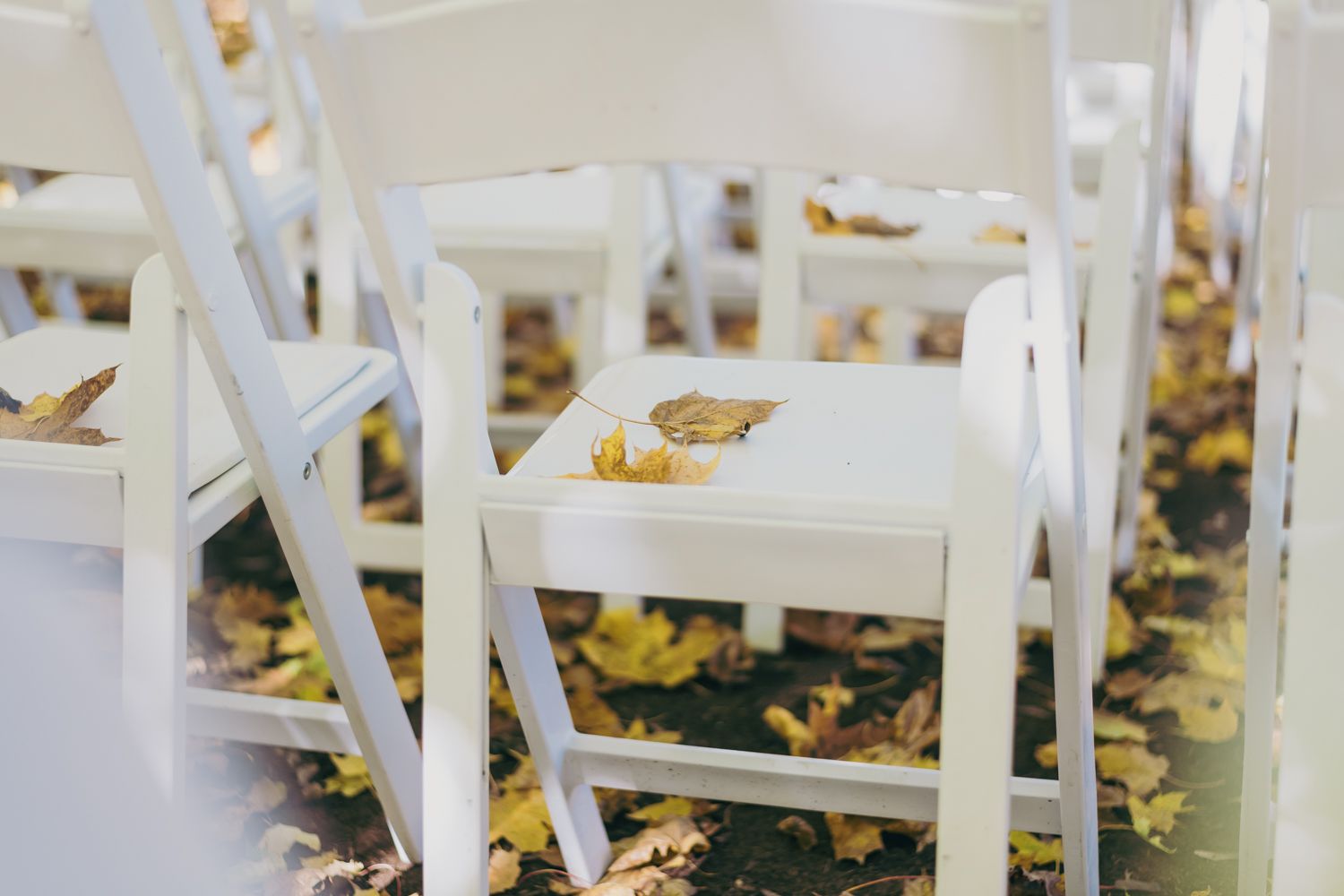 White wooden chairs with yellow autumn leaves scattered on seats and ground at an outdoor fall wedding ceremony.