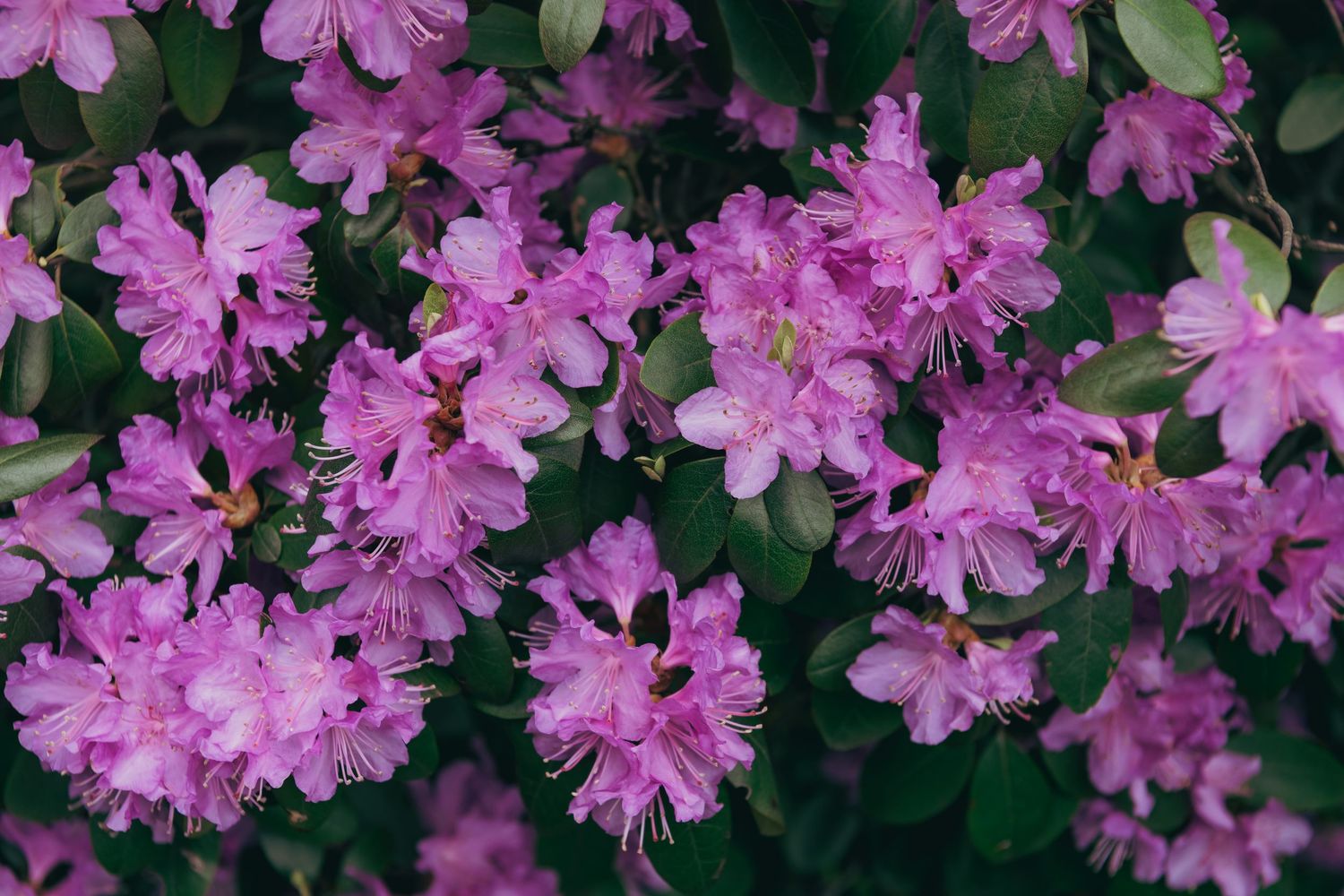 Vibrant cluster of purple rhododendron flowers in full bloom.