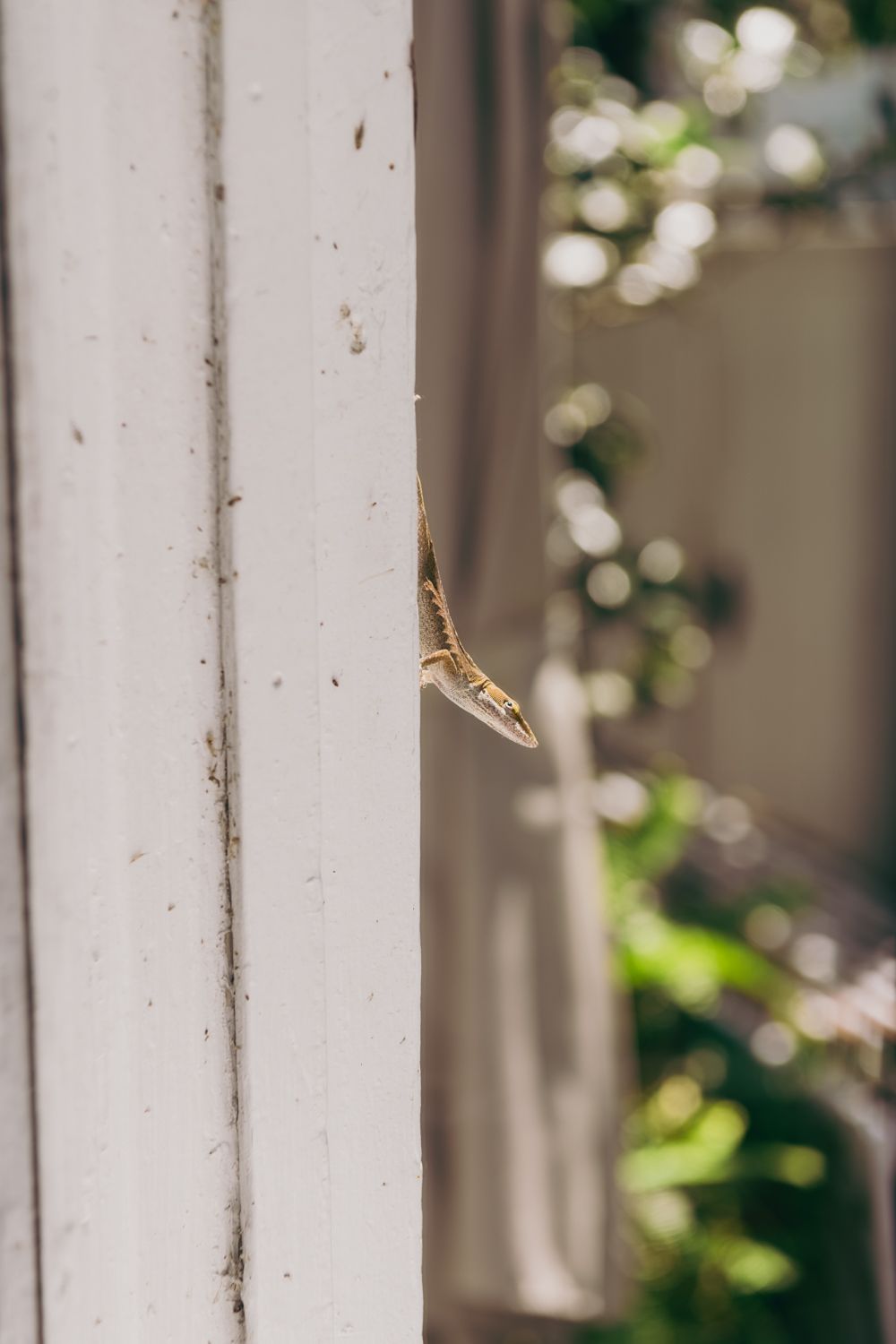 Small brown lizard clinging to a white painted wooden column outdoors.