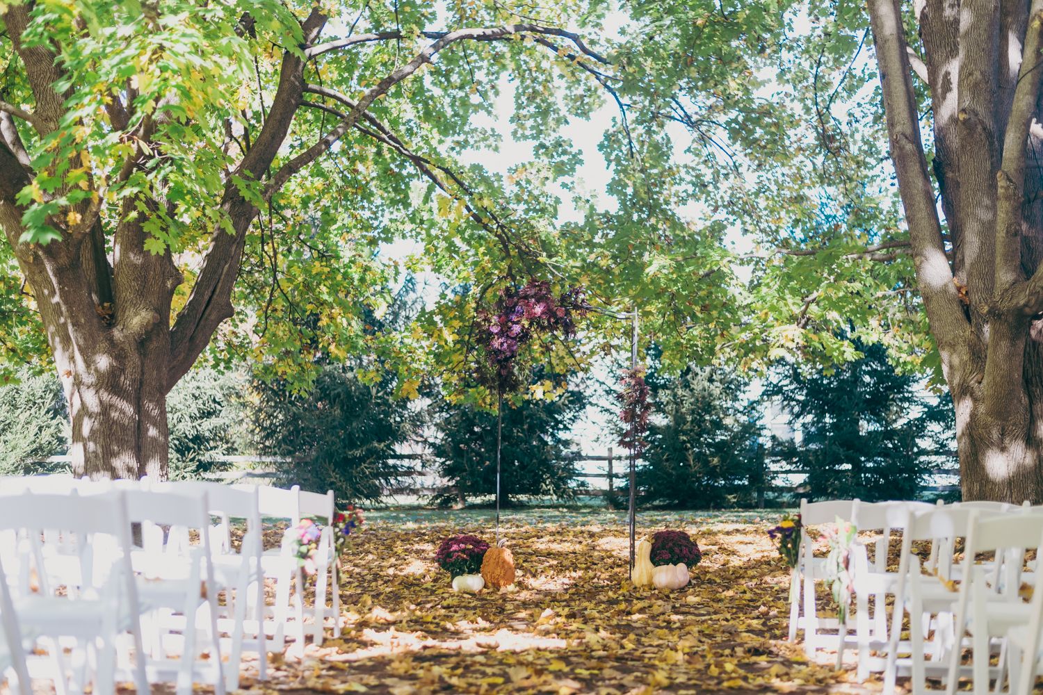 Outdoor wedding ceremony setup with white chairs, floral arch, and chickens roaming beneath shady trees.