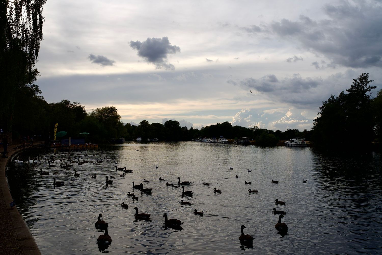 Wide view of a flock of ducks and birds swimming along the river at dusk.