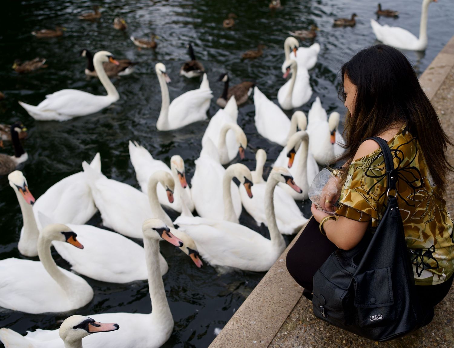Feeding a large group of white swans gathered at the water’s edge.