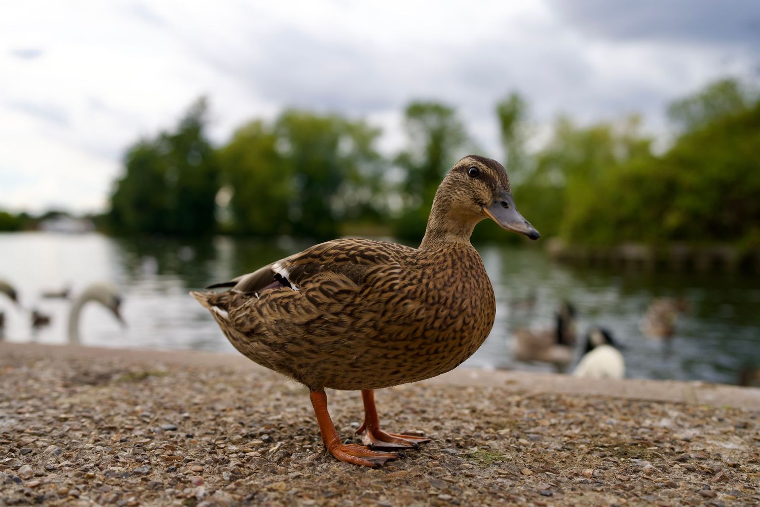 Close-up of a mallard duck standing along the stone riverbank in Windsor.