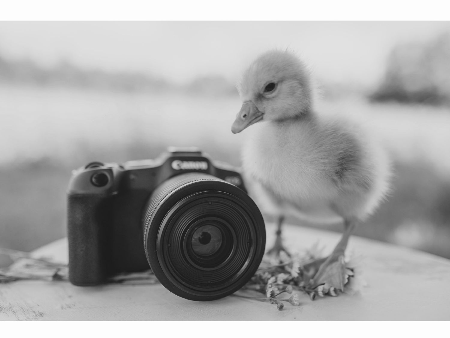 Duckling beside a camera representing the creativity, storytelling, and love of capturing life’s little moments behind KD Kreative Digital.
