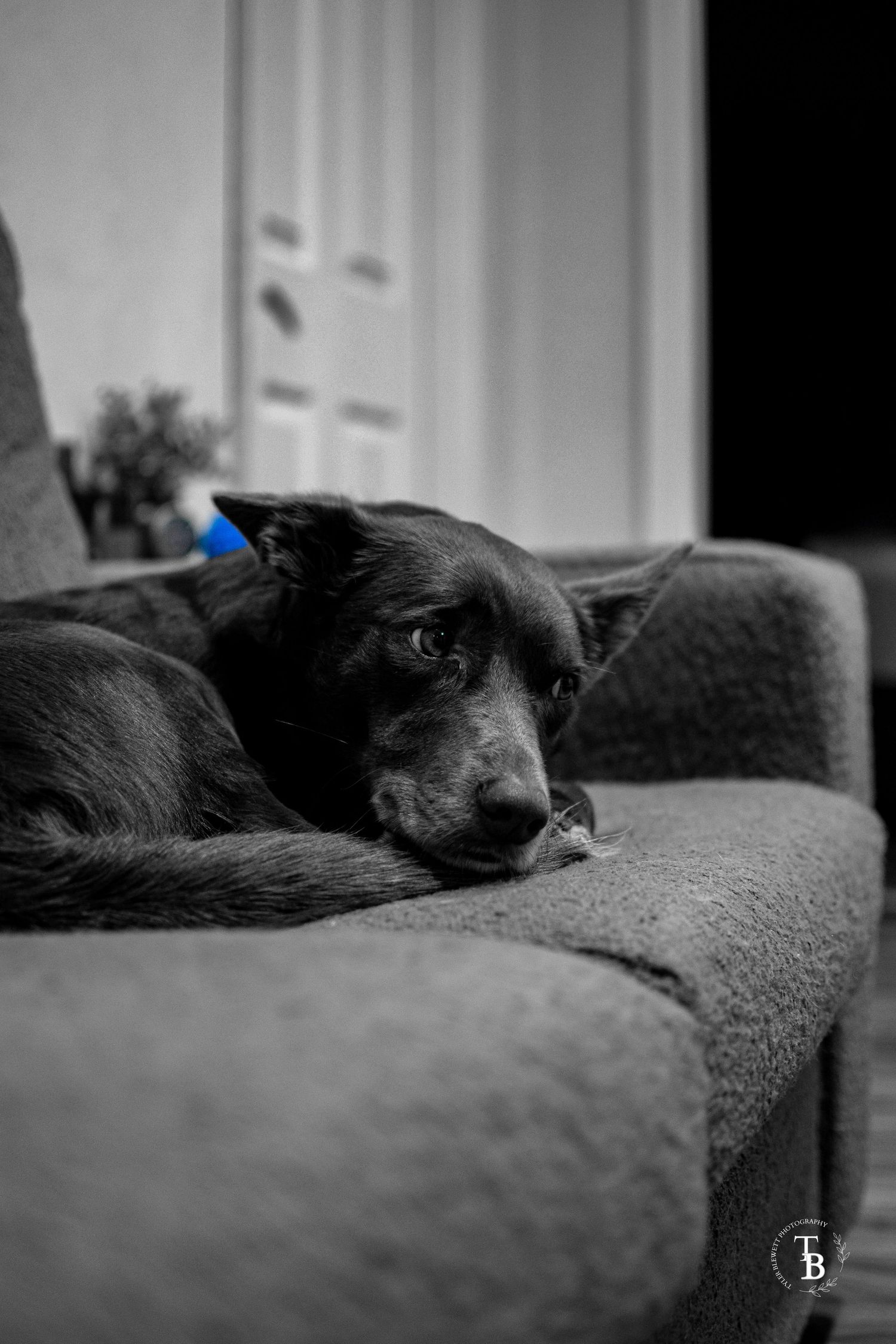 Black and white photo of a tired black dog resting on gray sofa.