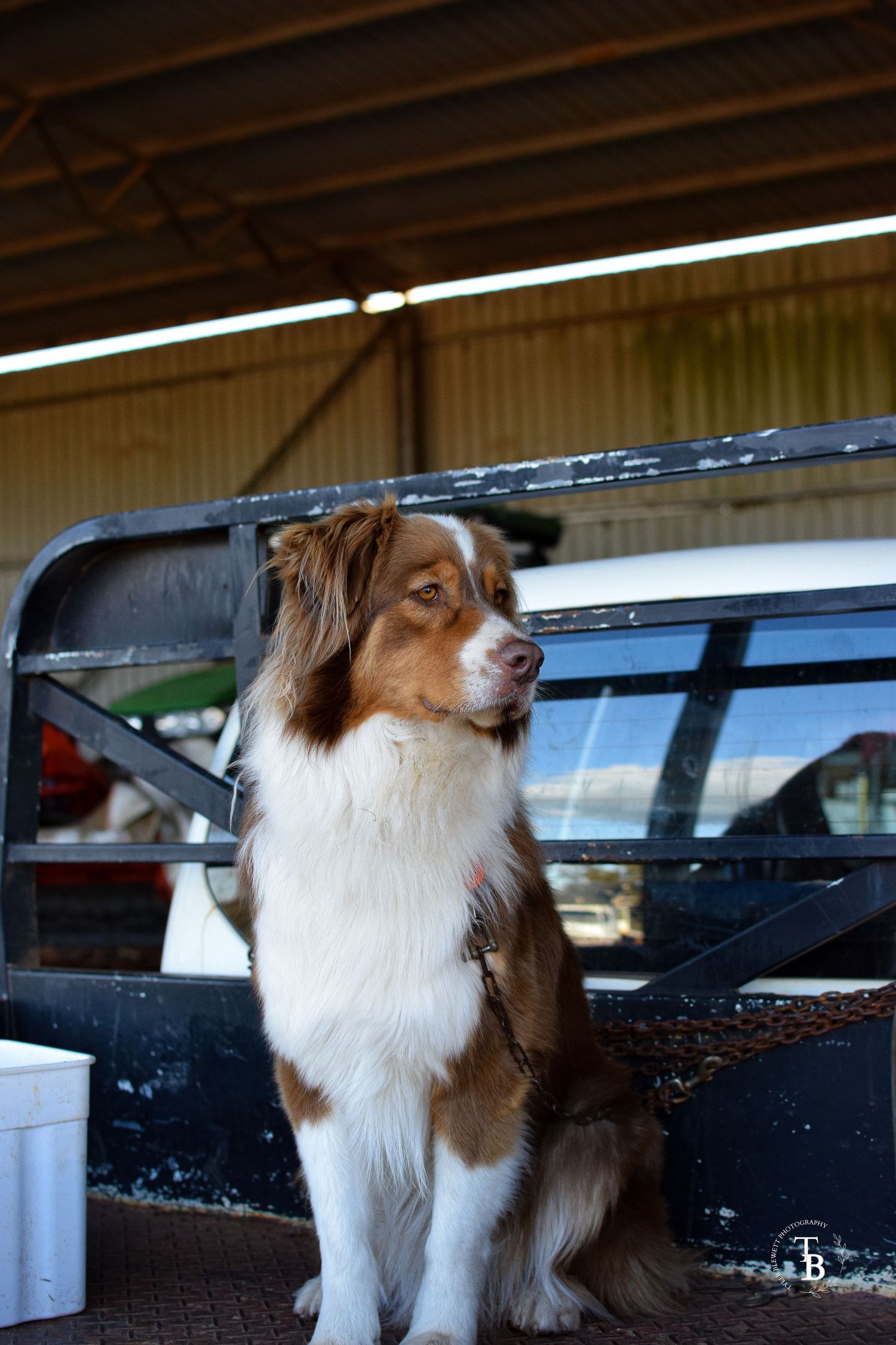 A brown and white Australian Shepherd.