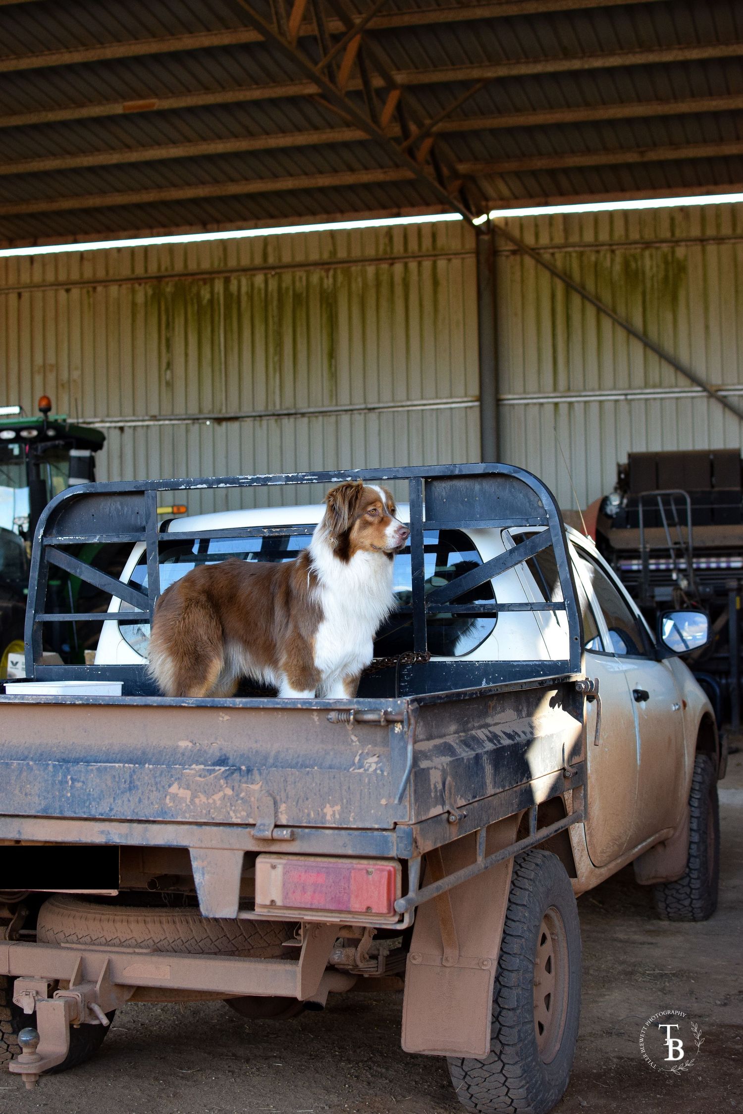 An Australian Shepherd dog stands alert in the back of a muddy ute inside a farm shed.