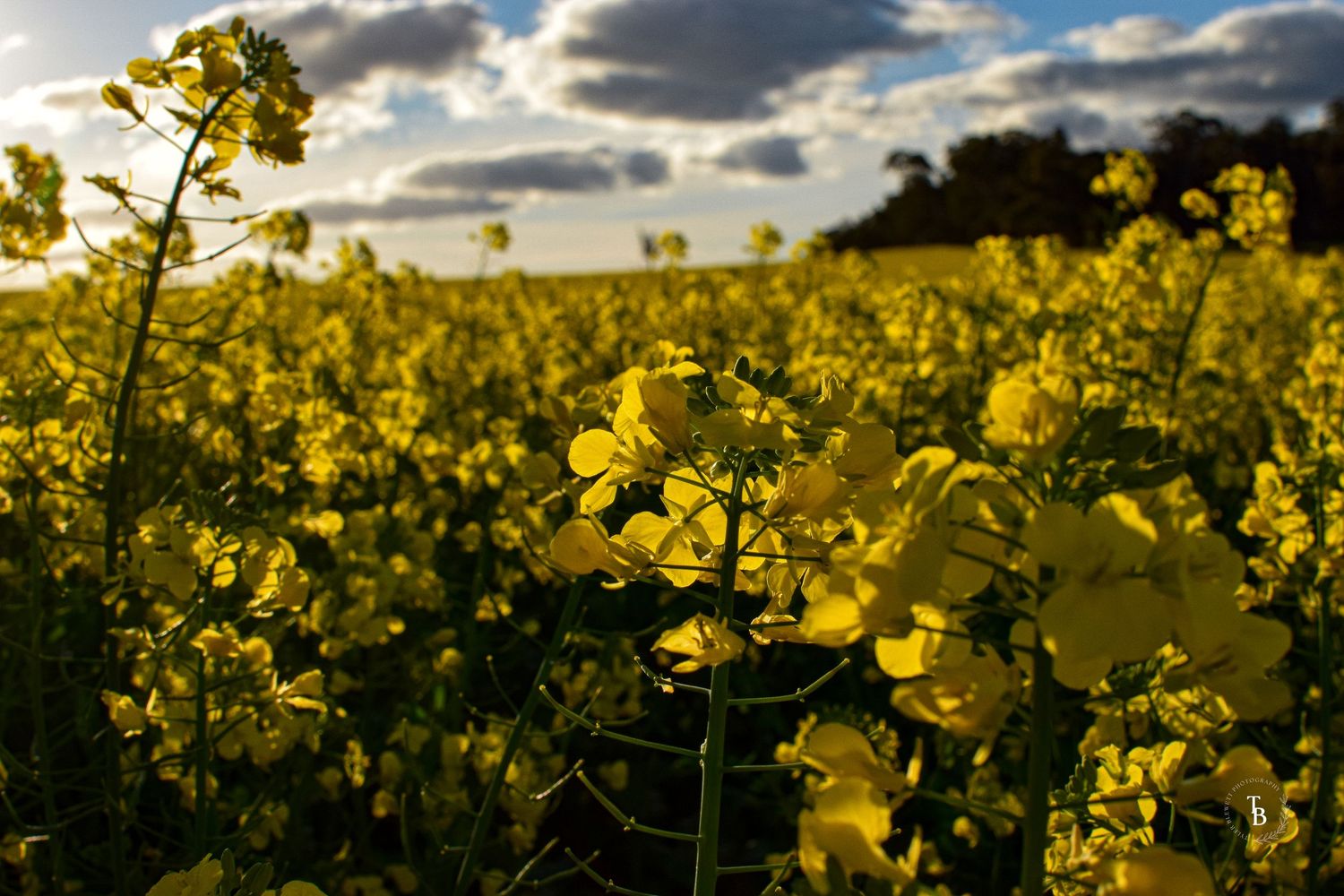 Vibrant yellow canola flowers bloom in a vast field under a dramatic cloudy sky at golden hour.