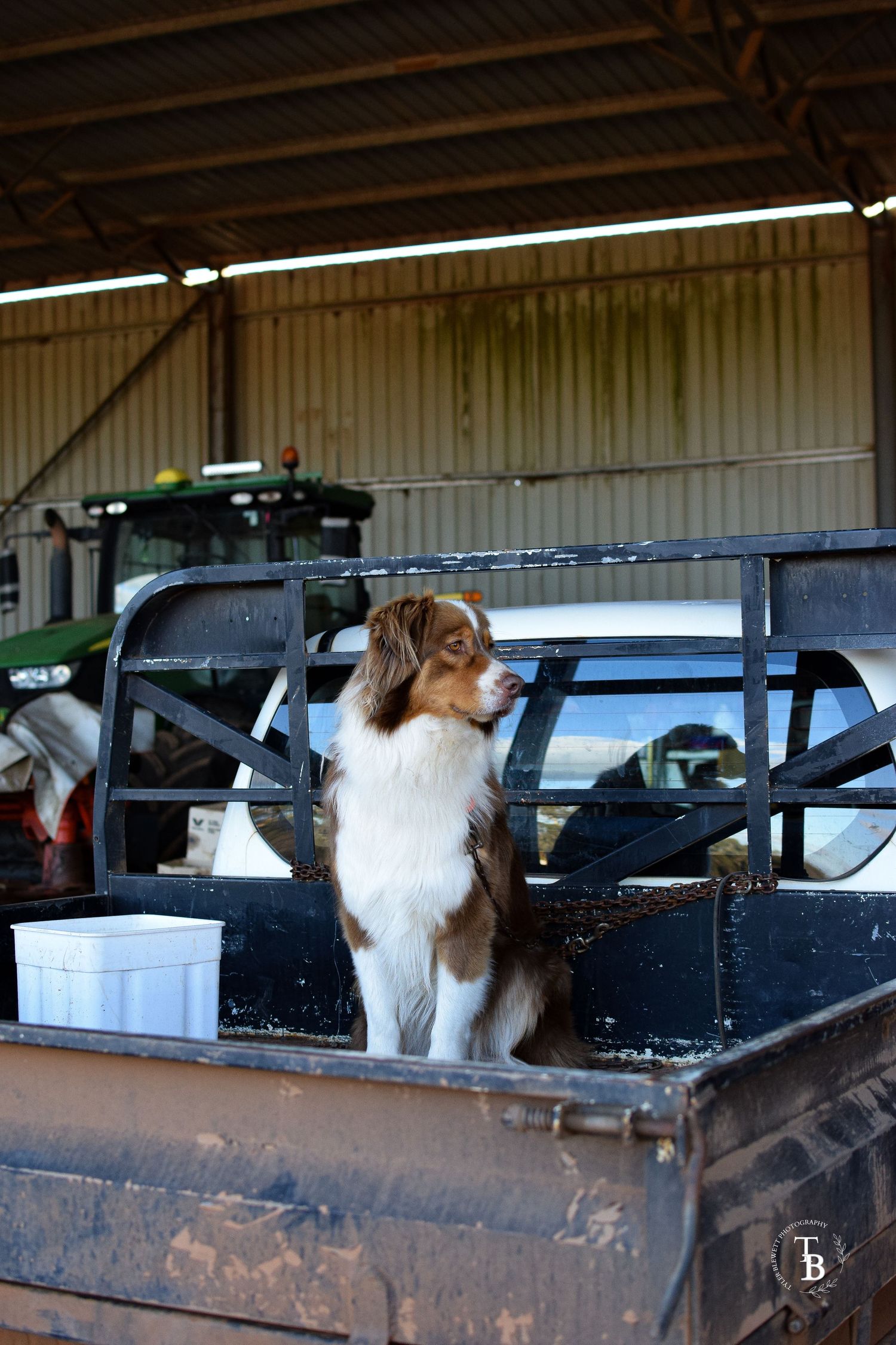 A brown and white Australian Shepherd dog standing in the back of a farm utility vehicle.