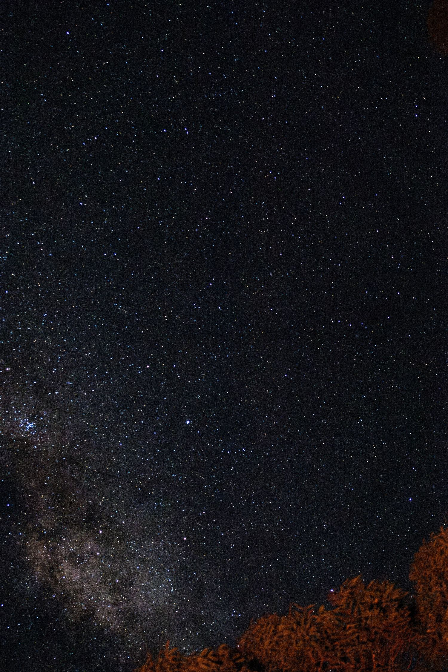 Night sky filled with stars and Milky Way galaxy above silhouetted trees in a stunning astrophotography shot.