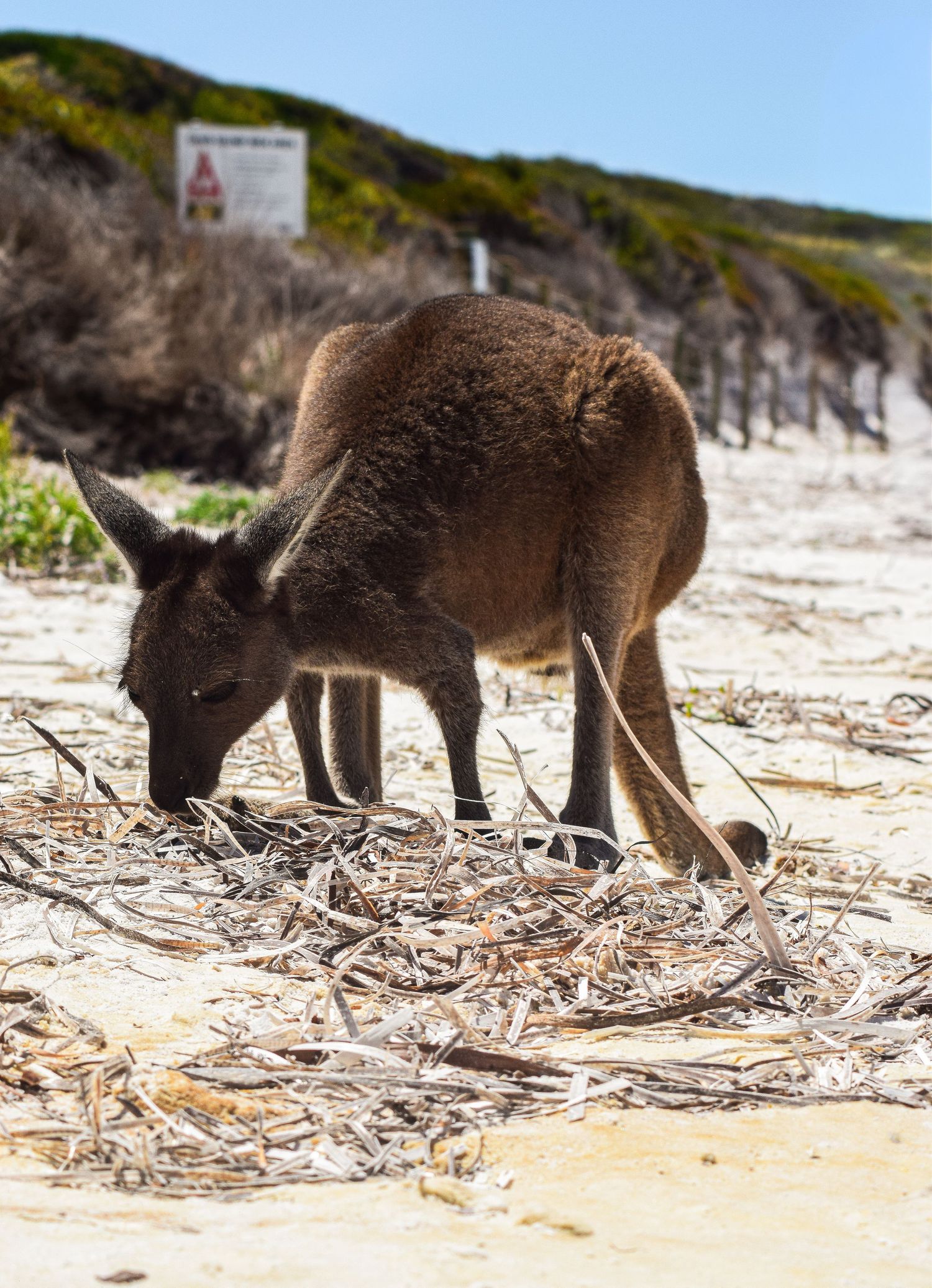 A wild kangaroo foraging through dried seaweed on a white sandy beach in Australia.
