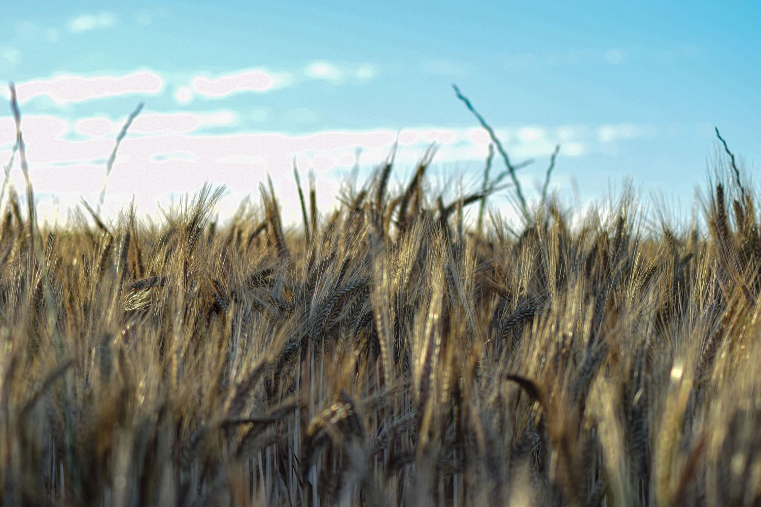 Golden barley crop field close-up against a bright blue sky with white clouds.