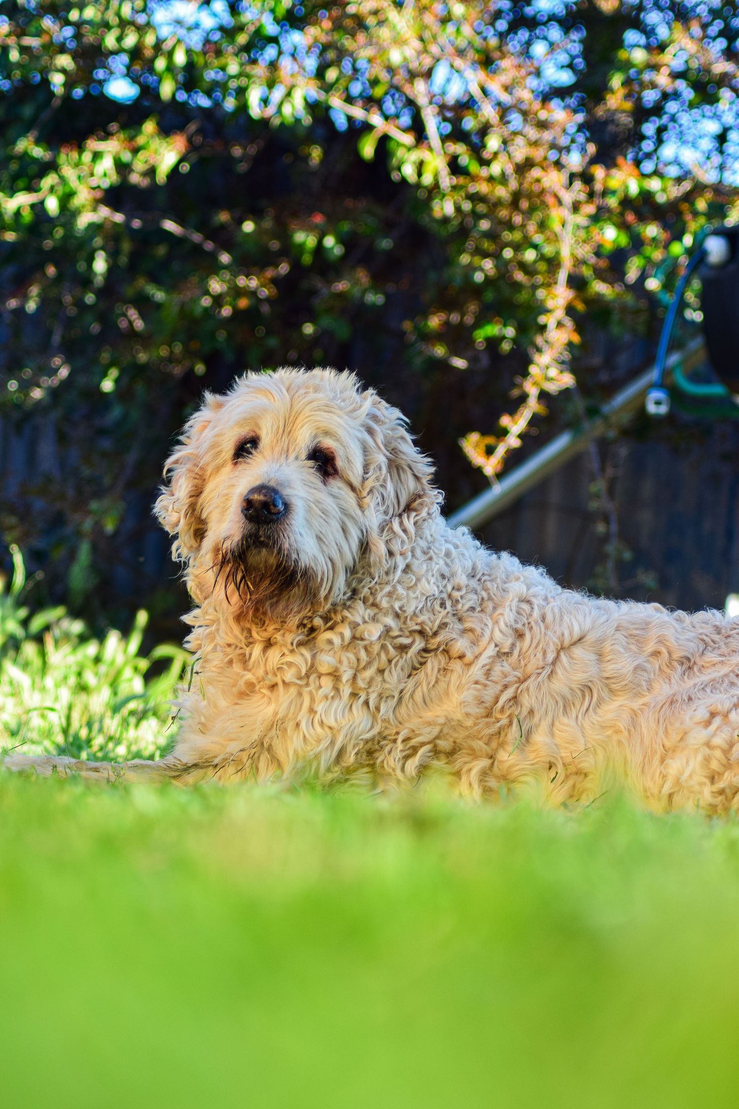 A fluffy golden Labradoodle dog lying on green grass in a sunny backyard garden.