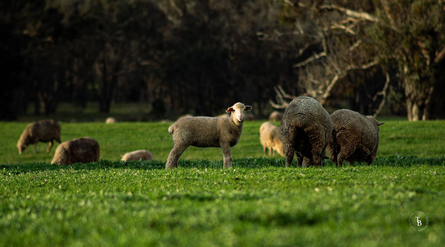 Sheep grazing on green pasture in warm golden sunlight.