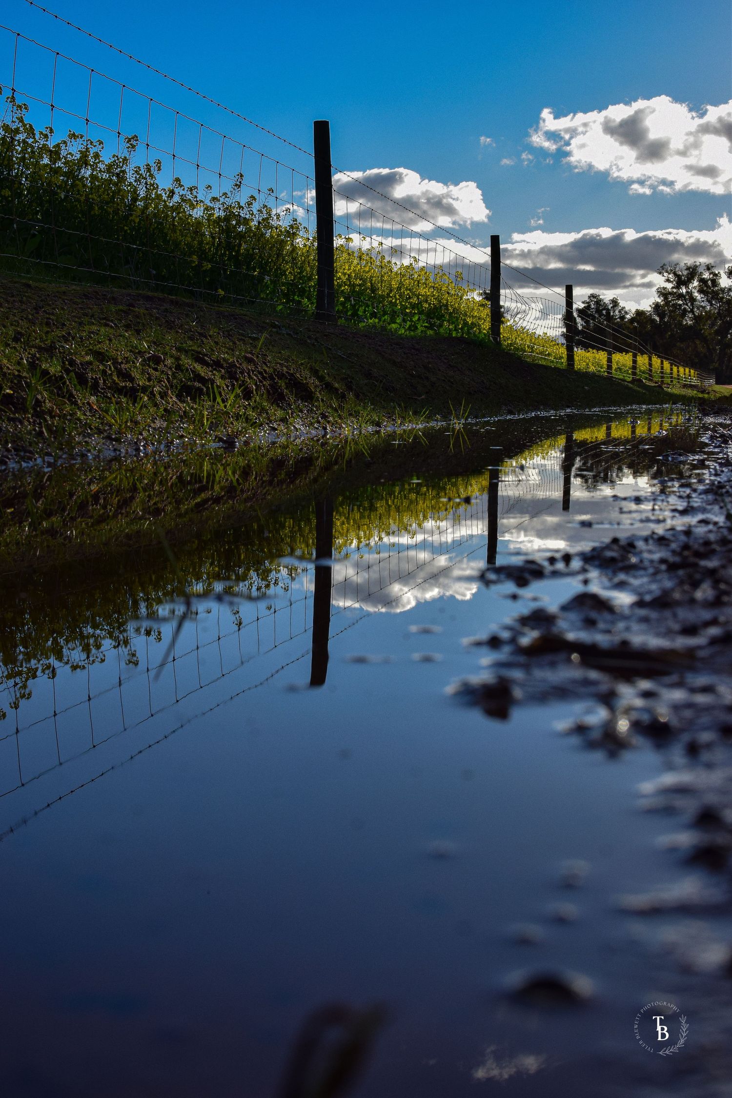 A wire fence and green canola crop perfectly reflected in a still roadside puddle under blue sky.