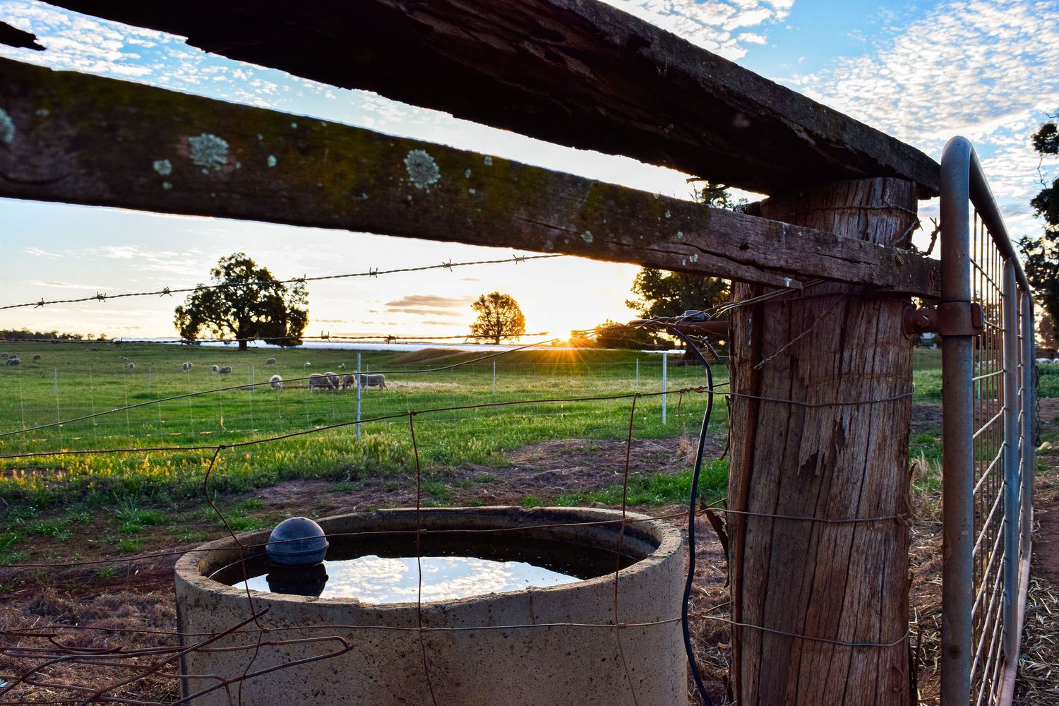 Rustic concrete water trough near a wooden fence gate at sunset on a green rural farm property.