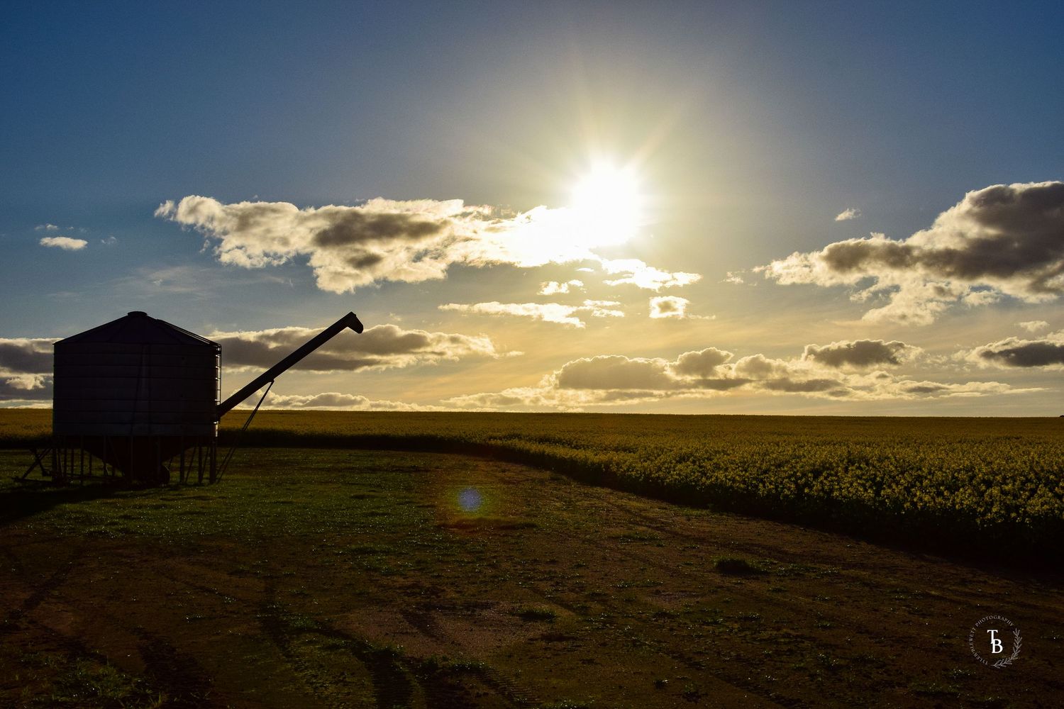 Silhouetted field bin beside a canola field with a stunning golden sunset behind.