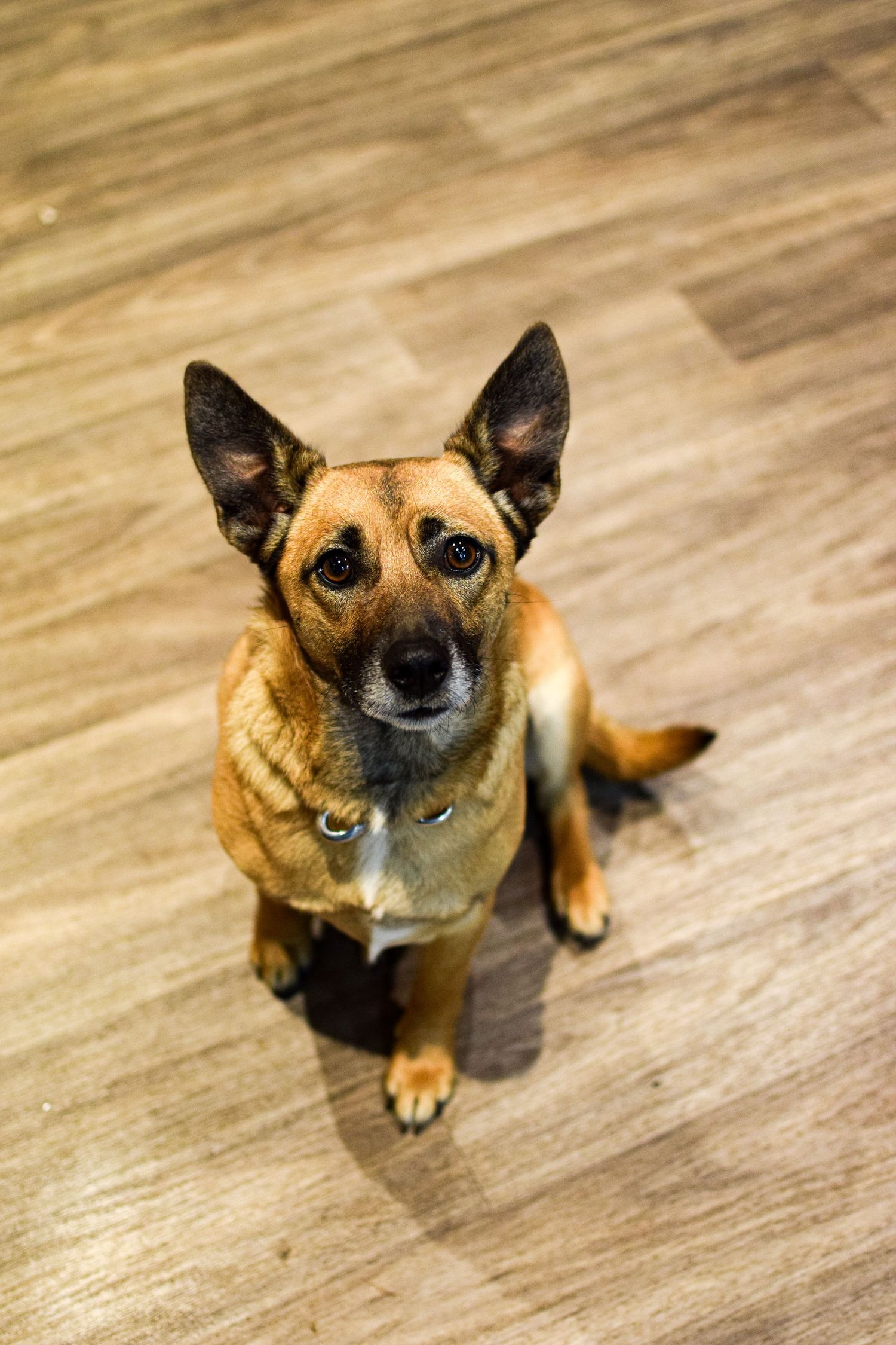 A small brown dog with large ears sitting on a wooden floor looking up at the camera.