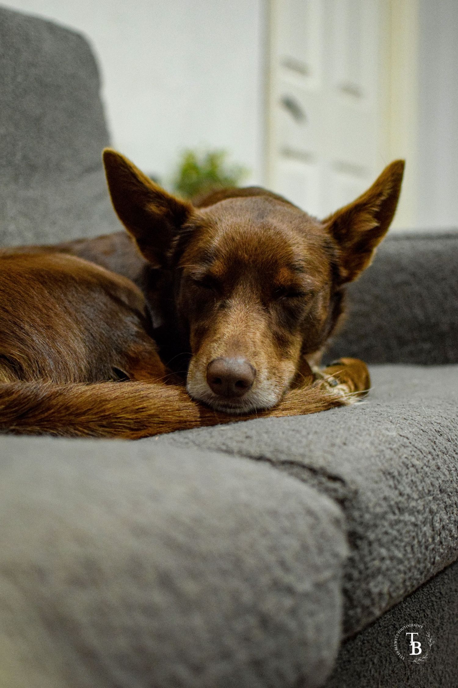 A brown dog sleeping peacefully on a grey sofa.