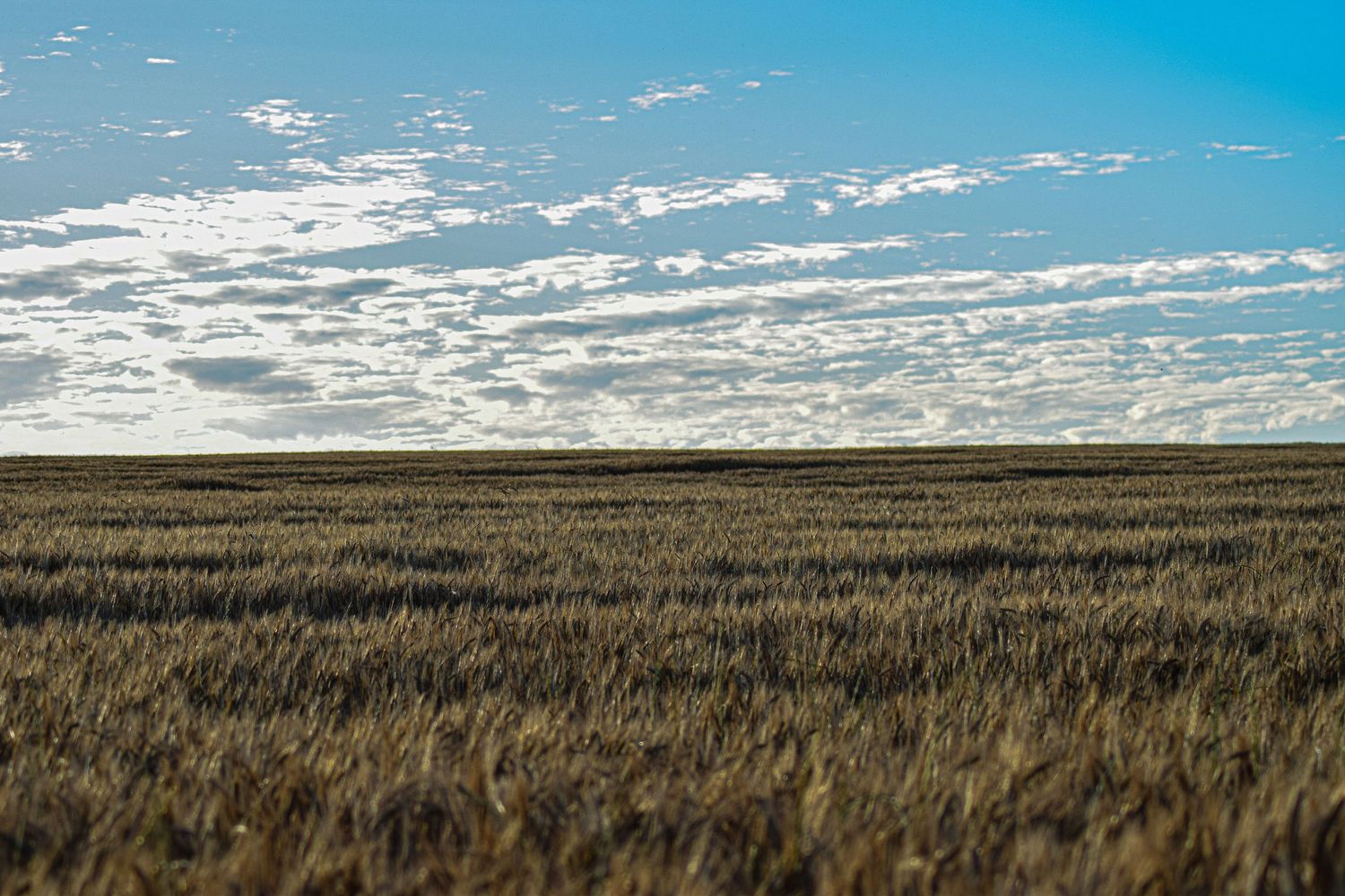 Barley field under blue sky with wispy white clouds.