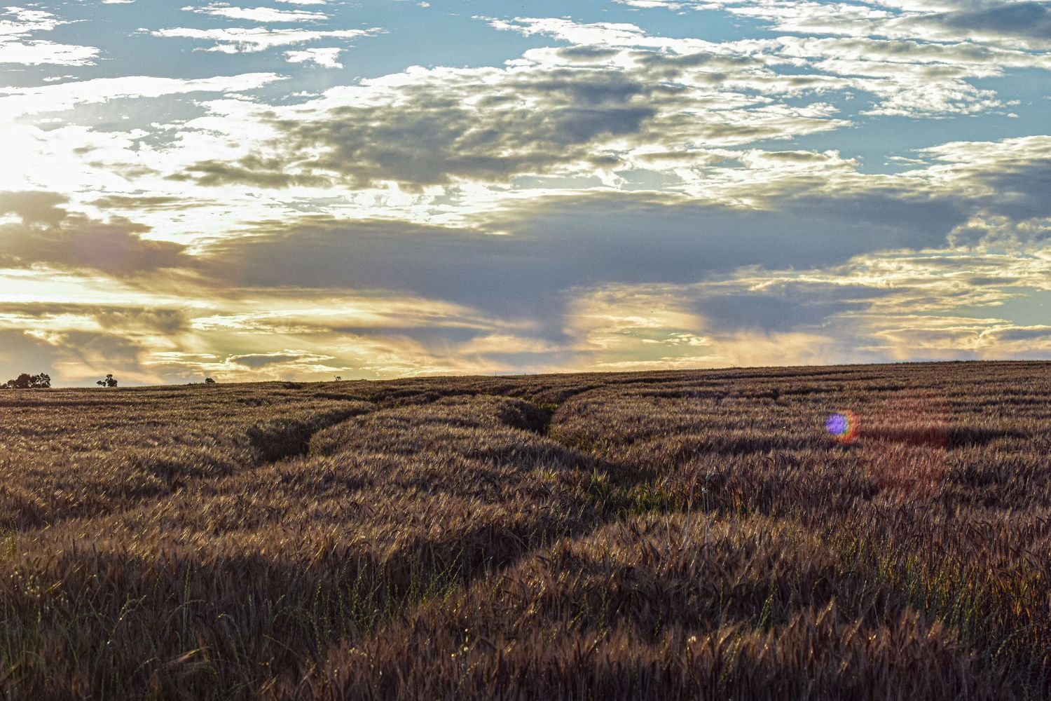 Golden barley field at sunset with dramatic cloudy sky and lens flare.