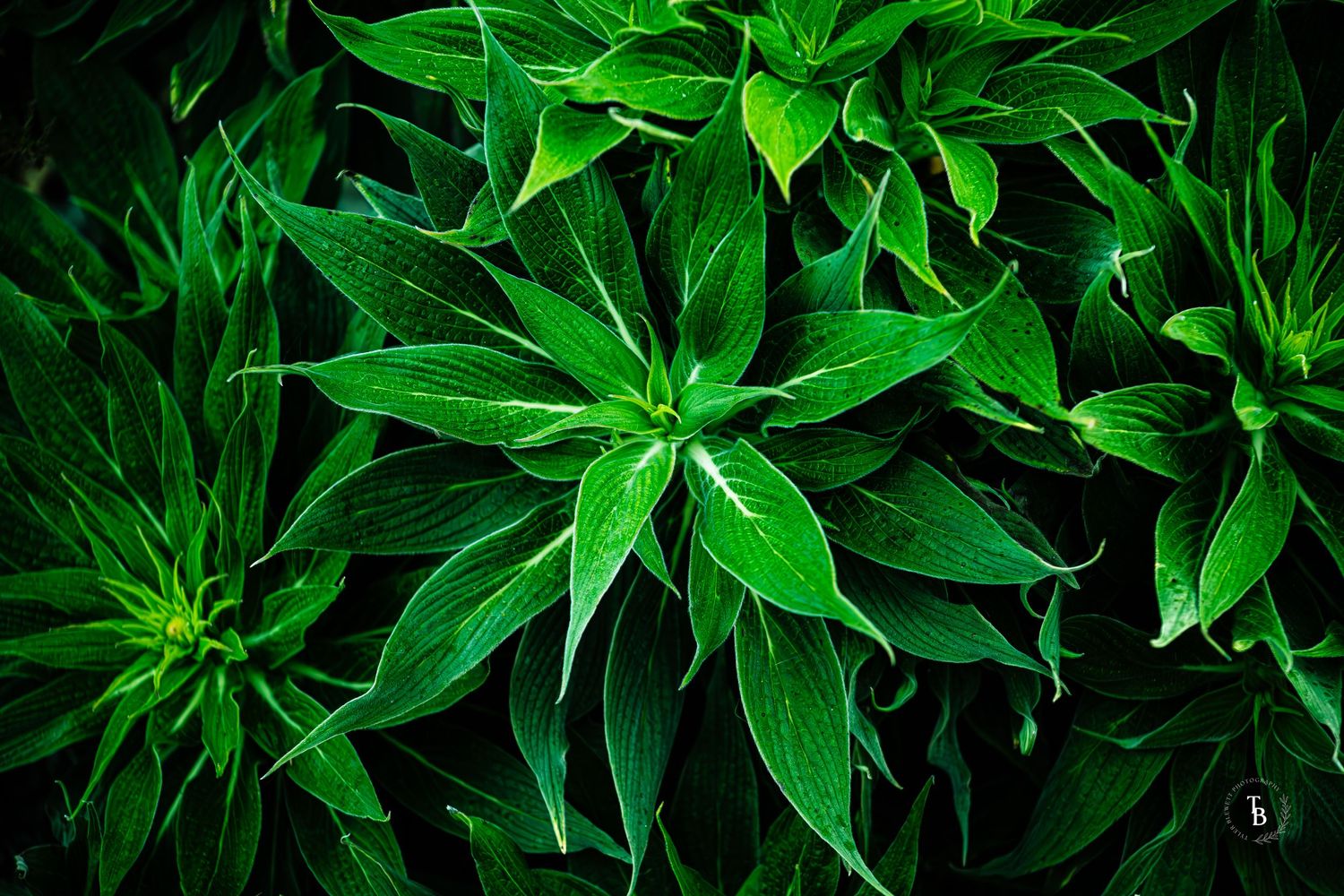 Dense lush green tropical plant leaves filling the frame in a dark moody close-up nature shot.