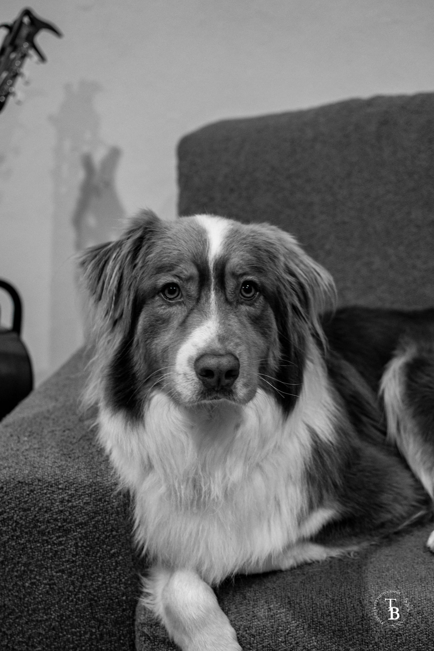A black and white portrait of an Australian Shepherd dog lying on a grey couch.