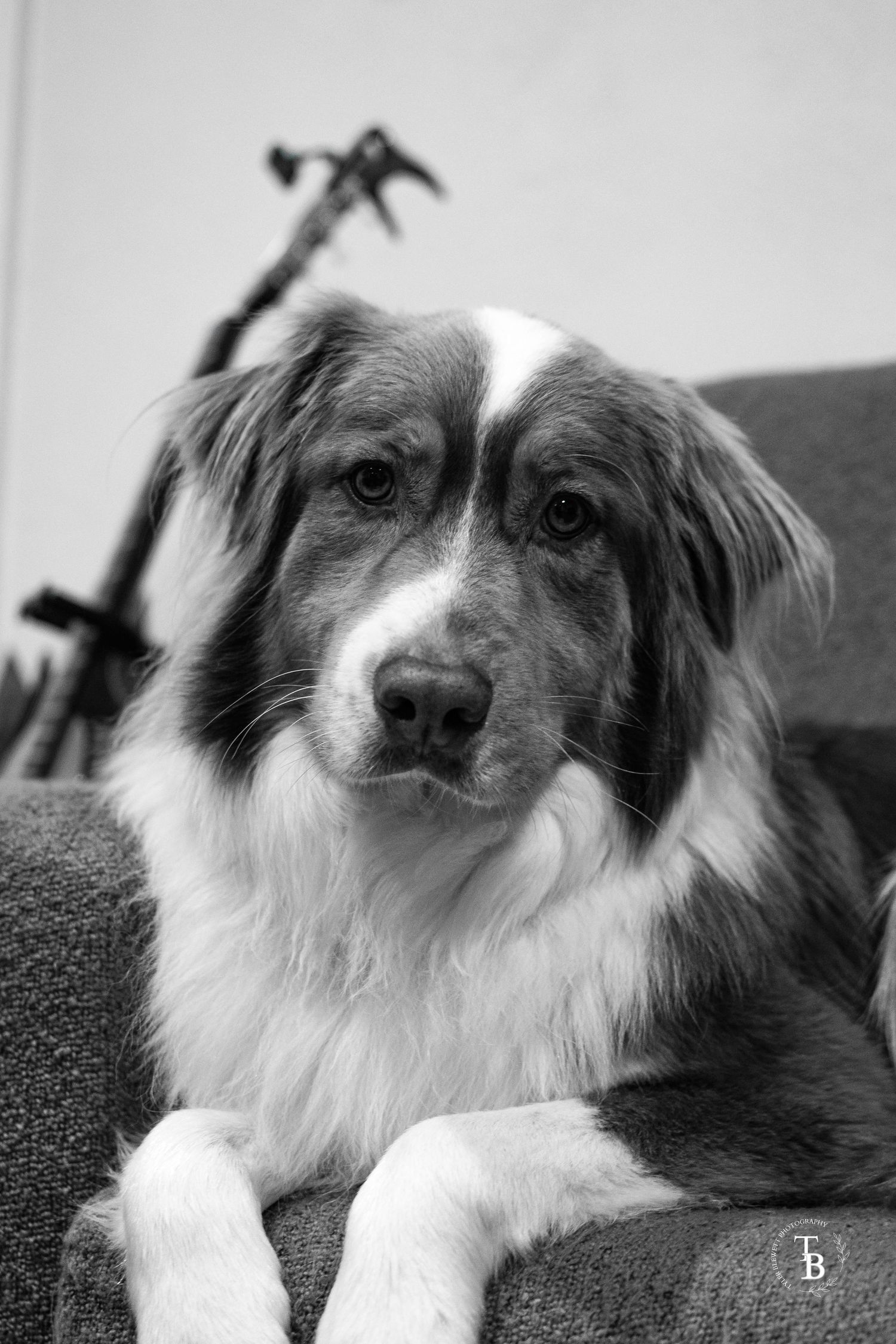 Close-up black and white portrait of an Australian Shepherd dog resting on a grey couch.