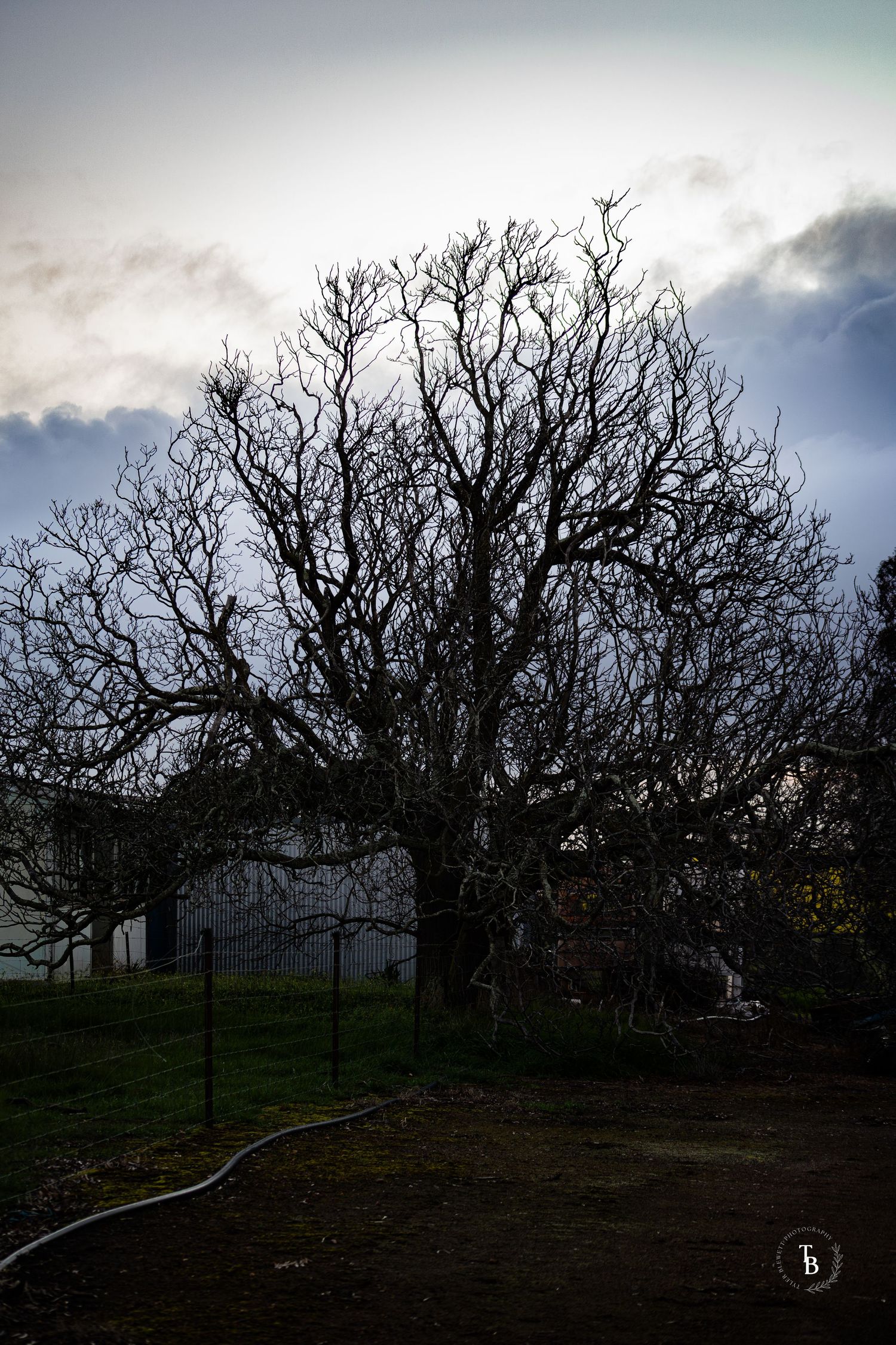 Silhouette of a large bare tree with sprawling branches against a cloudy winter sky.