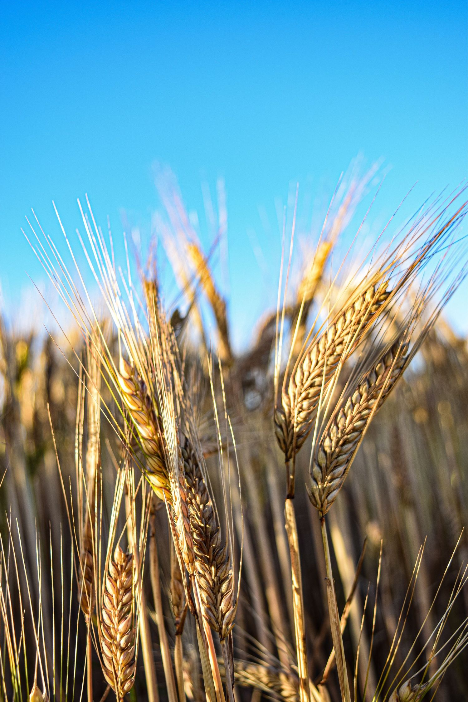 Close-up of golden ripe barley glowing in sunlight against a clear blue sky.