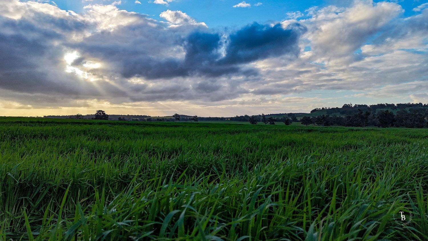 Wide green barley field under dramatic blue sky with sunrays breaking through clouds.