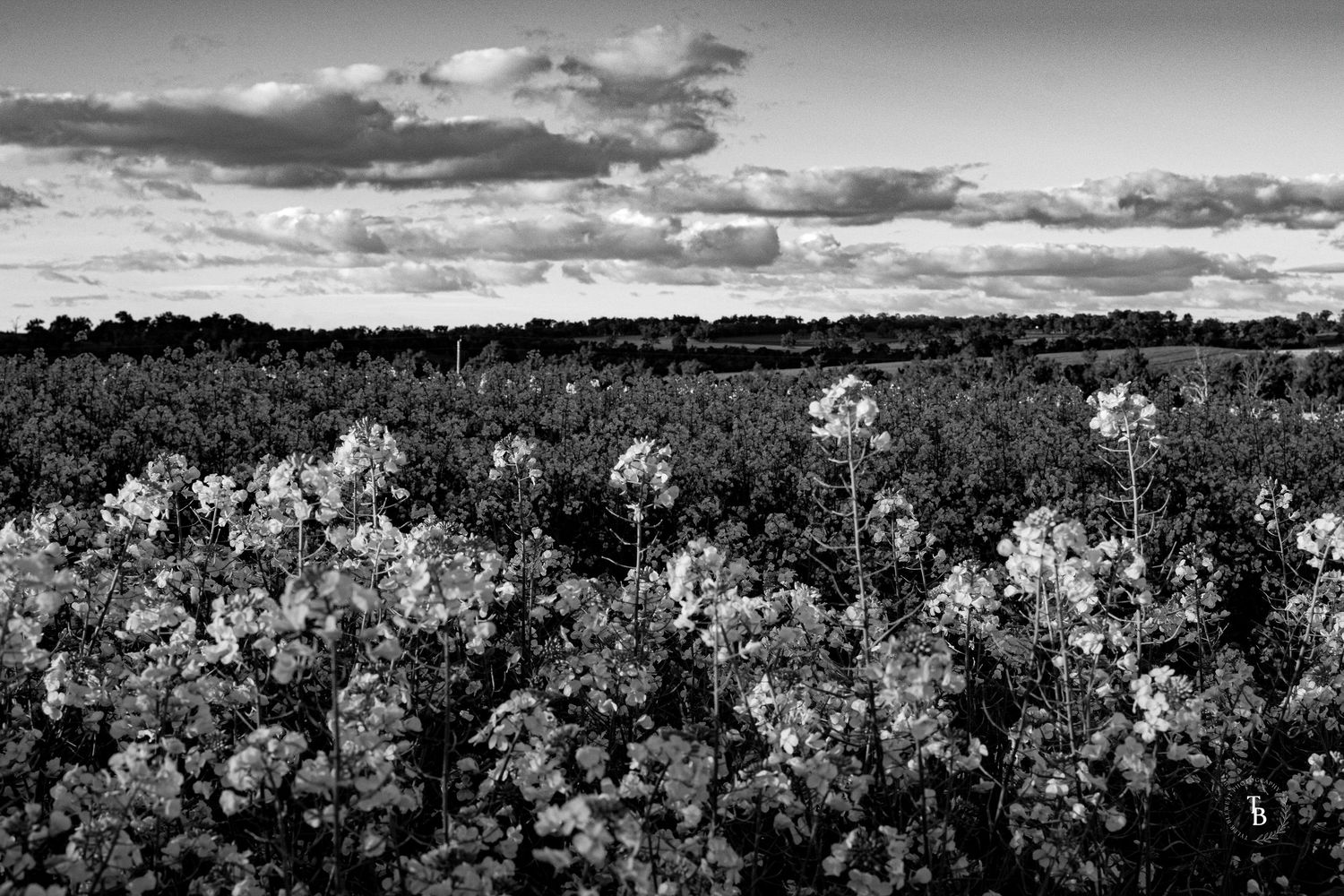Black and white photo of a blooming canola field under dramatic cloudy sky.