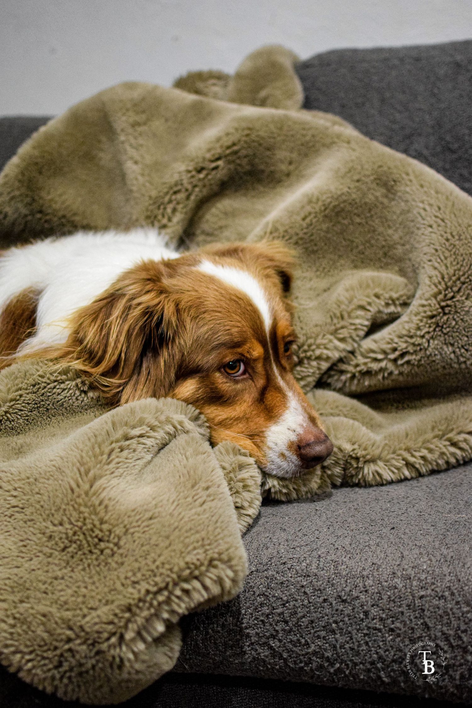 An adorable brown and white dog snuggled under a cozy fleece blanket on a sofa.
