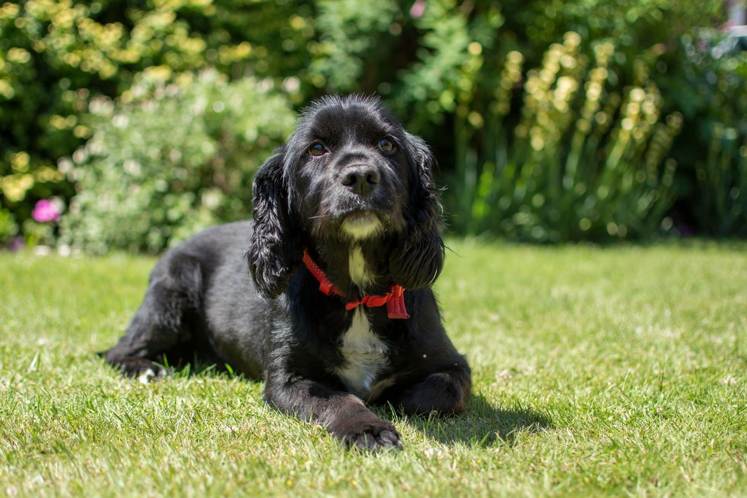 Black fluffy dog wearing a red bow tie collar lying on green grass in a sunny garden.