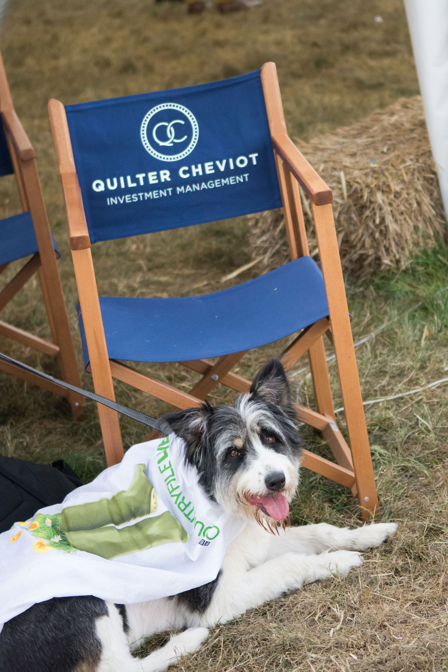 Border collie dog resting beside a Quilter Cheviot Investment Management branded director chair.