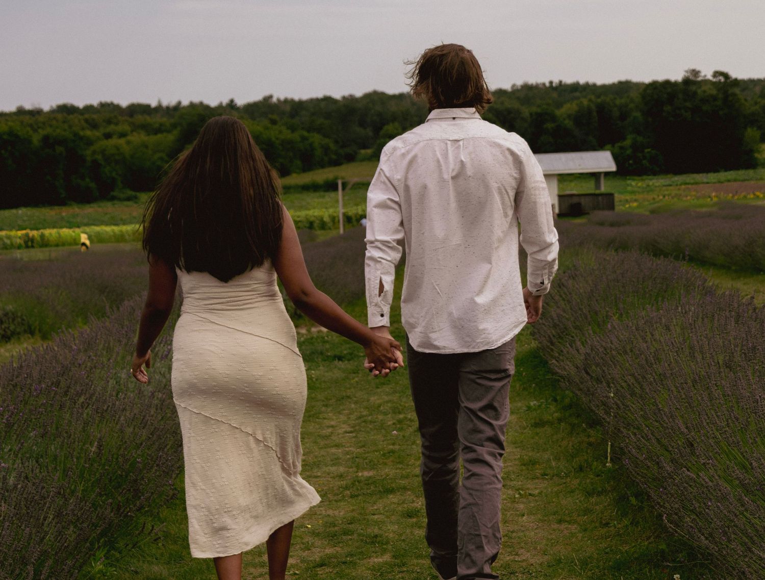 Couple holding hands walking through lavender field toward barn, woman in white dress.