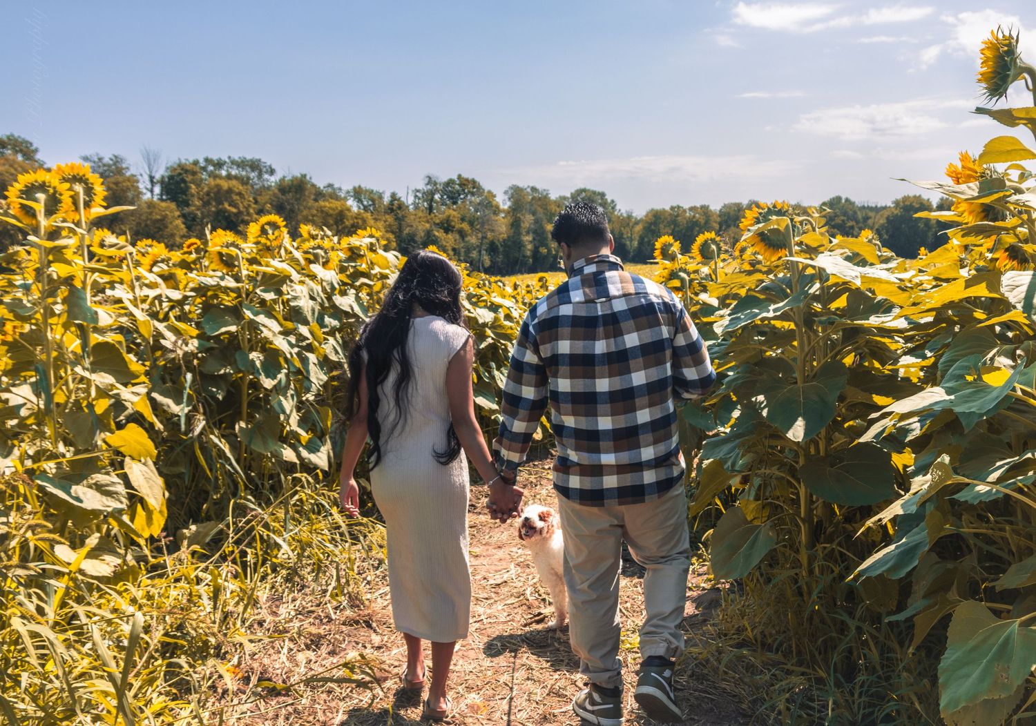 Family standing in a blooming sunflower field at Pingle's Farm Market in Oshawa
